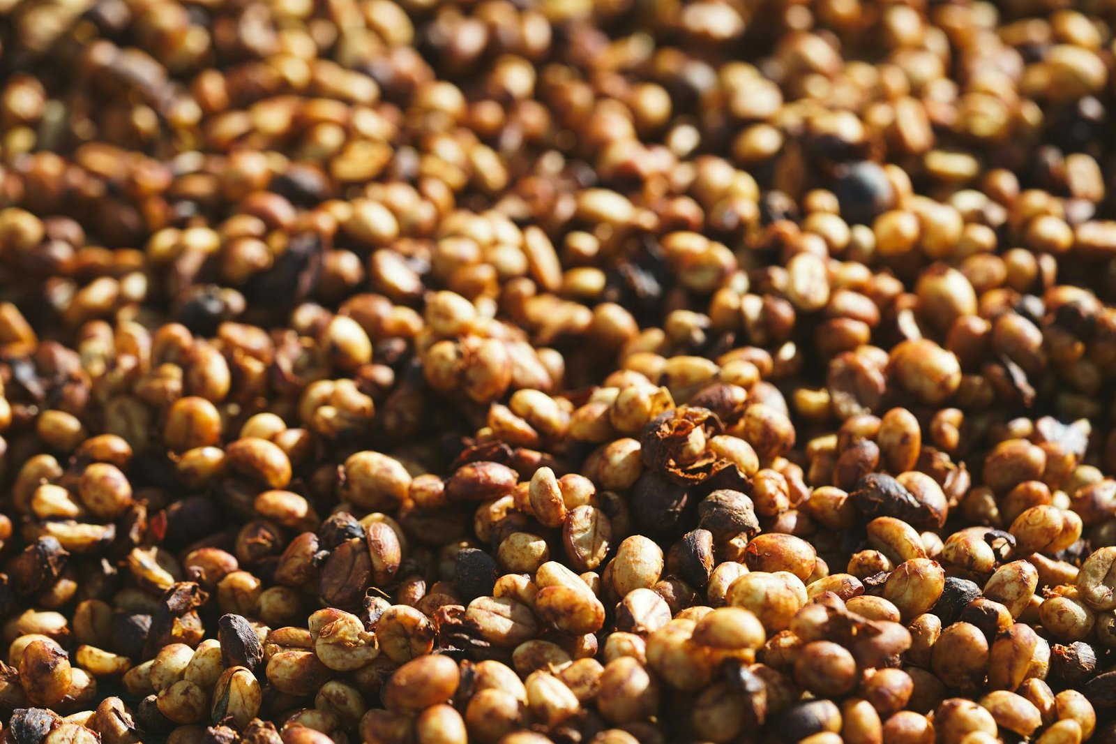 Dried coffee beans under sunlight in Đà Lạt, highlighting the texture and natural colors.